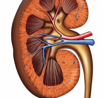 anatomical-drawing-of-a-kidney