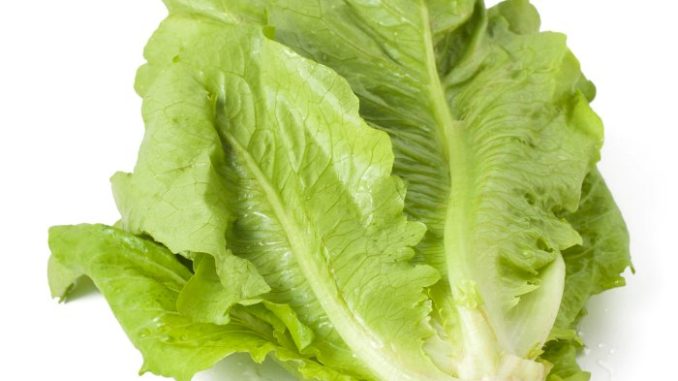 romaine-large