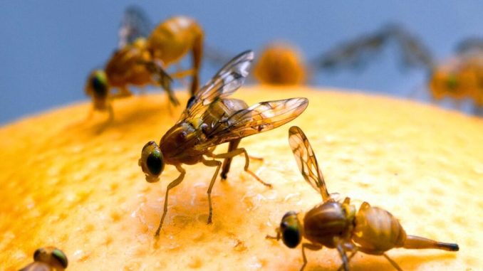 fruit_fly-1068x712